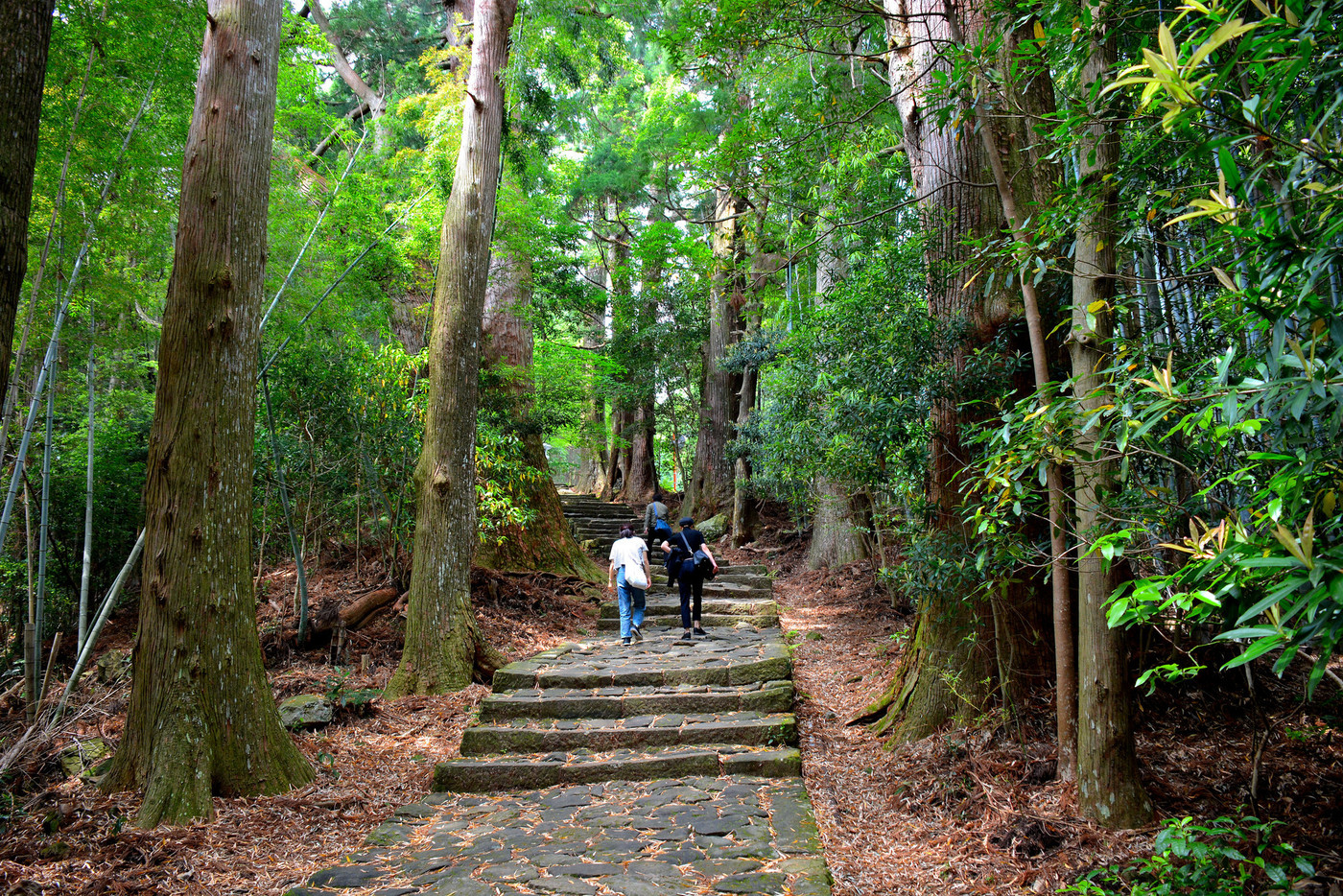 熊野古道・大門坂・苔蒸した石畳を行く（３）