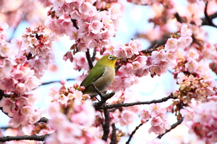 お花見の本来の目的は桜を愛でること♪1559082