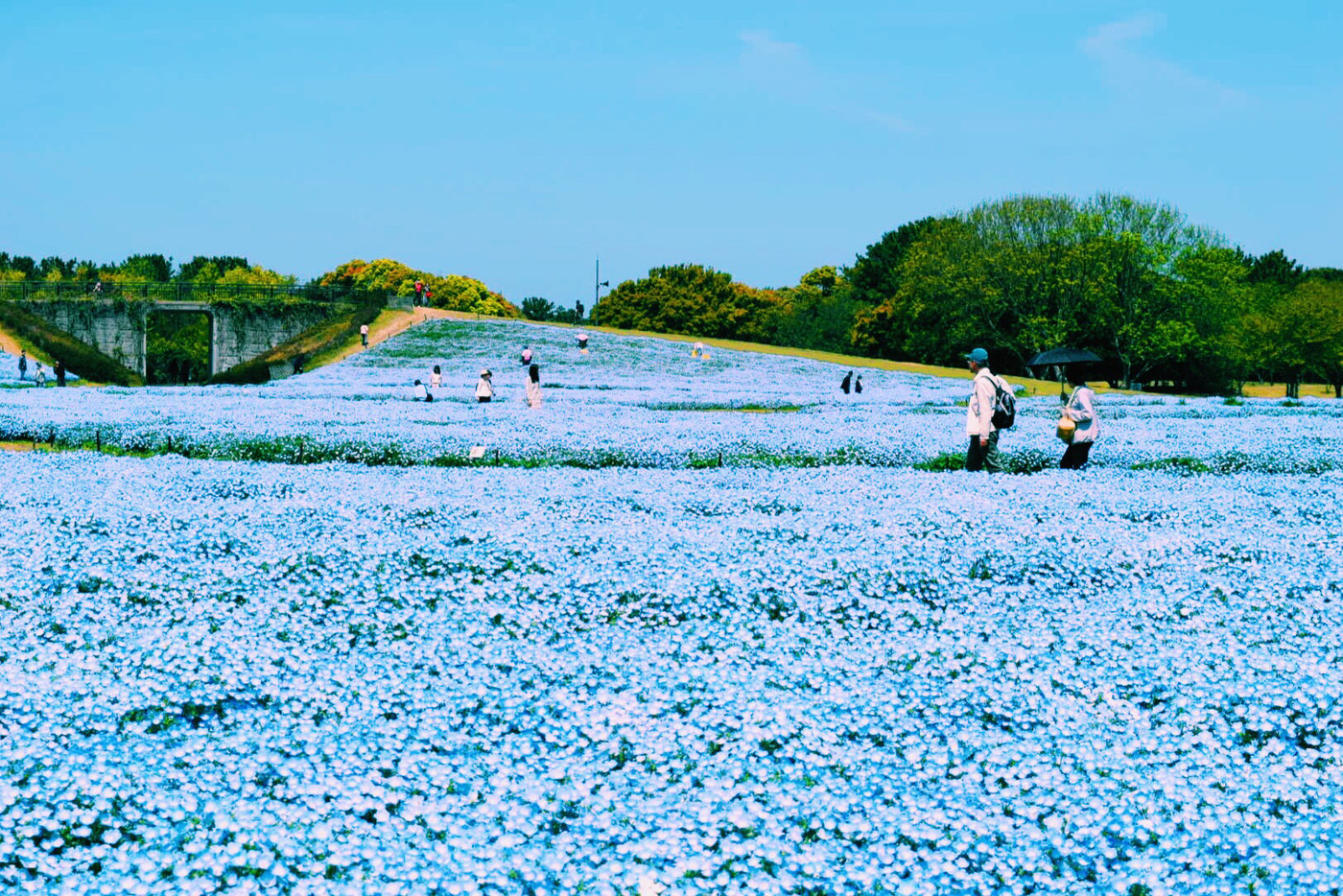 一面に花が咲き誇る公園で開放感に浸ろう2018422