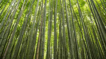 観光スポット / 21