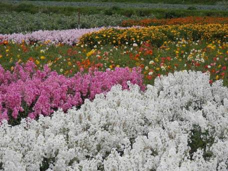 Asian Garden Villa 白浜 / 4