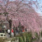 伊豆畑毛温泉 大仙家（HMIホテルグループ）（静岡県 旅館） / 5