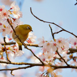 桜舞う絶景スポットはここ！福岡のおすすめ花見スポット8選
