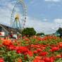 【夏休み家族旅行】大自然で思いっきり遊ぼう!国営ひたち海浜公園「入園券」付きサマーステイ | ホテル クリスタルパレス