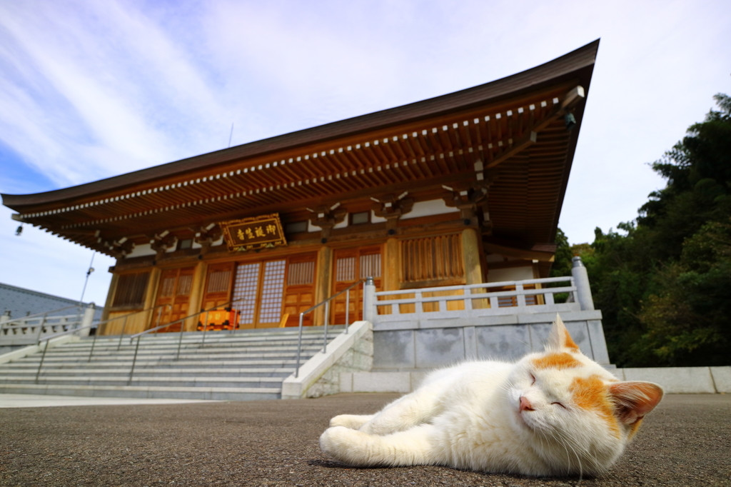 なんだか癒されてしまう、猫がもつ不思議な力4090812
