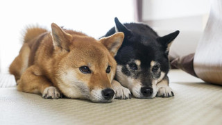 スタンダードツイン[禁煙]