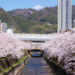 神戸でお花見するならここ！おすすめの桜の名所7選