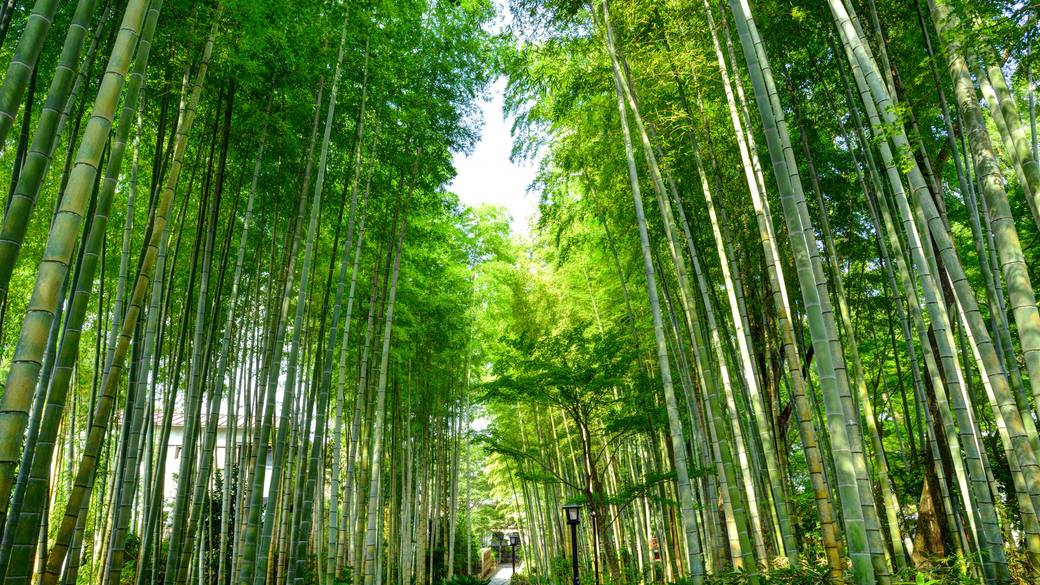 伊豆の観光名所を
車で巡ろう / 2