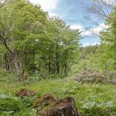 温泉ゲストハウス、美瑛白金の湯（北海道 旅館） / 3