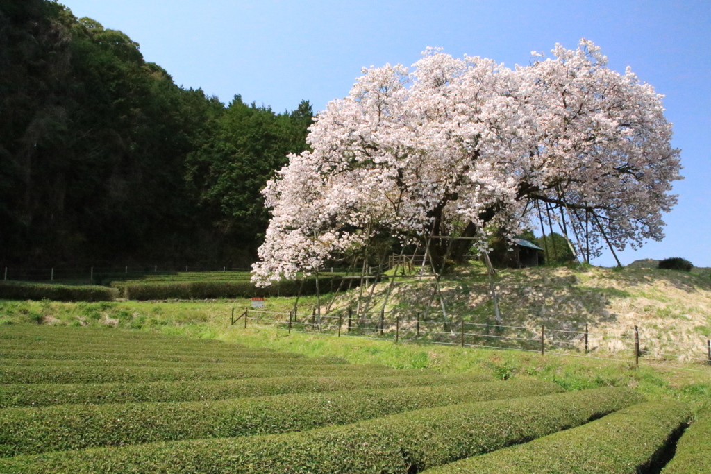 納戸料の百年桜2845343