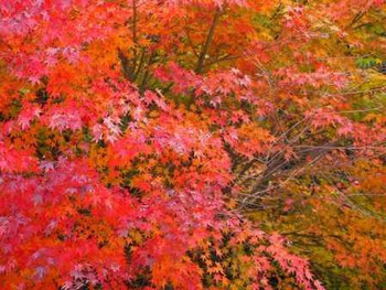 登山も楽しめる「弥山」の紅葉745493