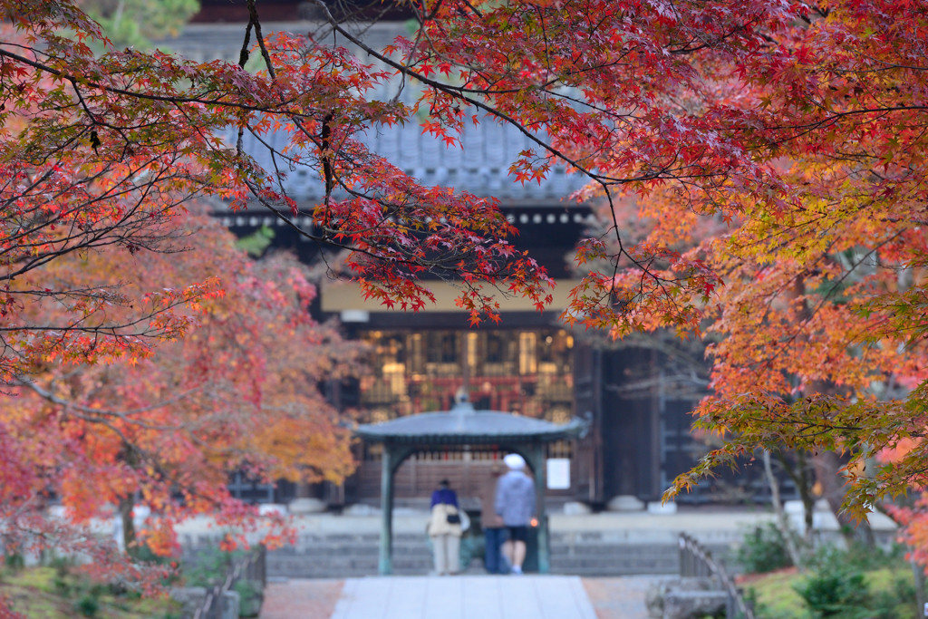 秋の京都で紅葉をほっこり楽しむ1725021