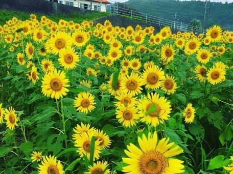 Guest House＆Beach Cafe Fuego / 3