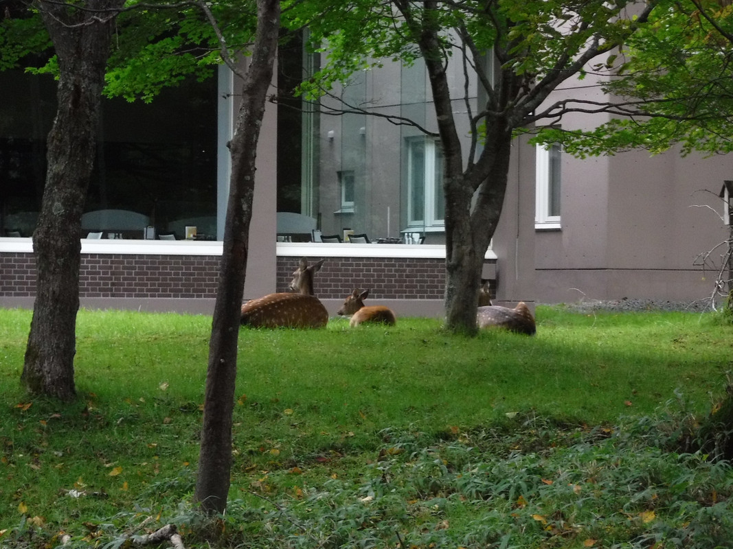 こんな来客もあるようです。