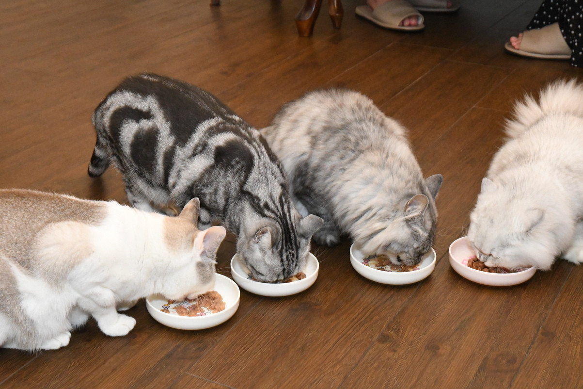 静岡の美味が味わえる本格ディナー4082982