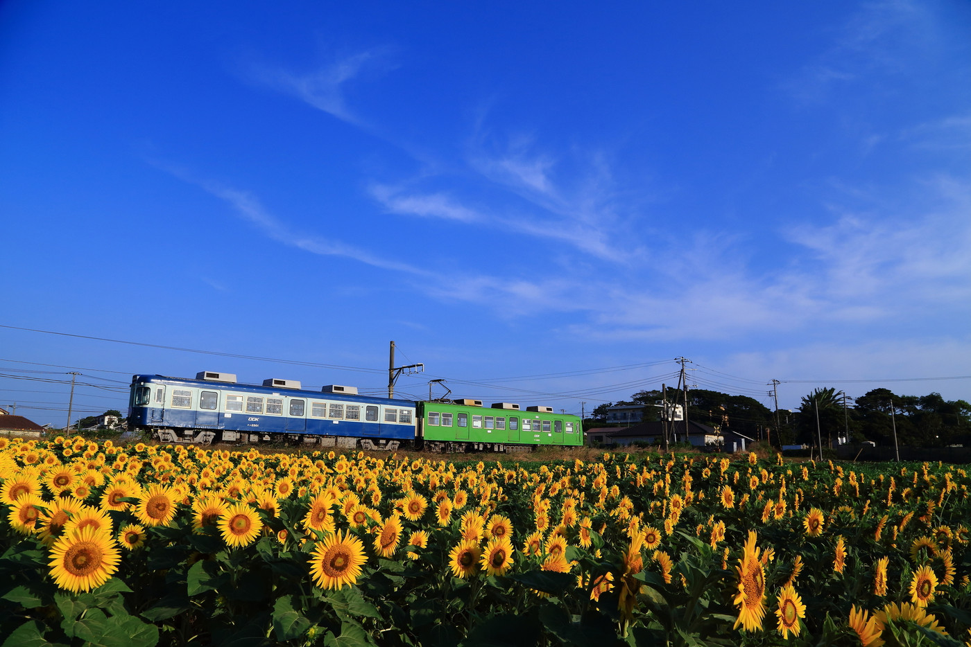 銚子電鉄、青空とひまわり畑