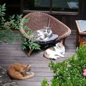 和味の宿 角上楼(愛知県 旅館) / 3