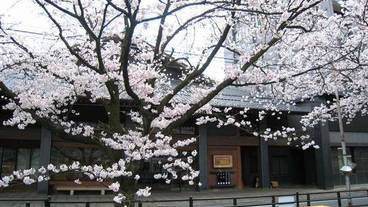 ホテル正面の桜並木 / 2