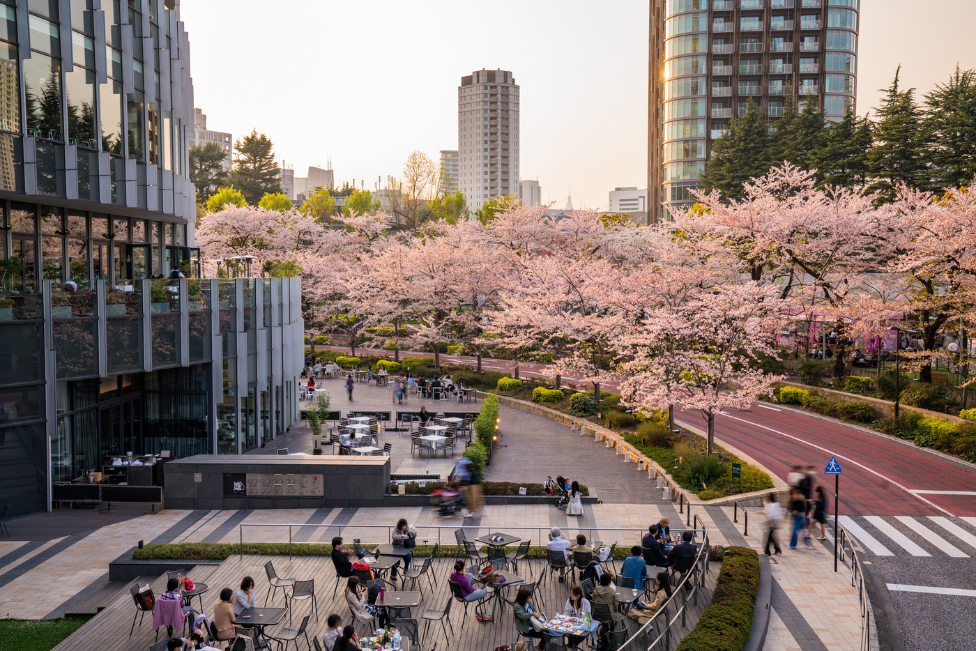《東京都》東京ミッドタウンの桜・夕景