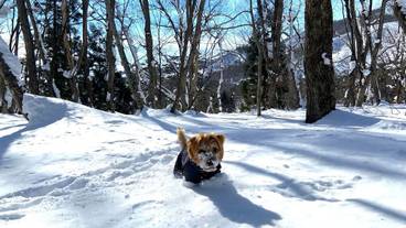 ペット同伴可 / 31