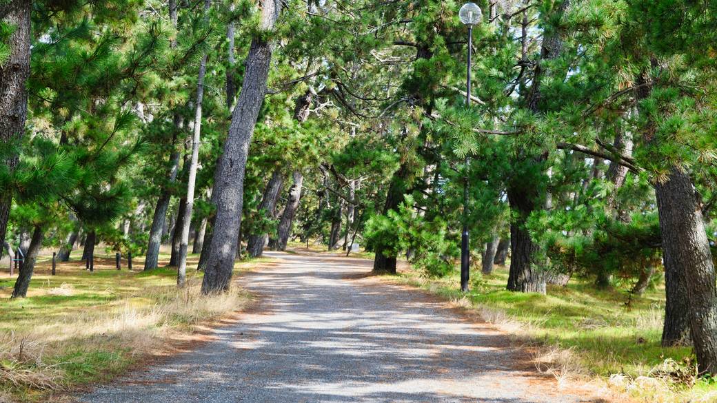 天橋立の松並木 / 2