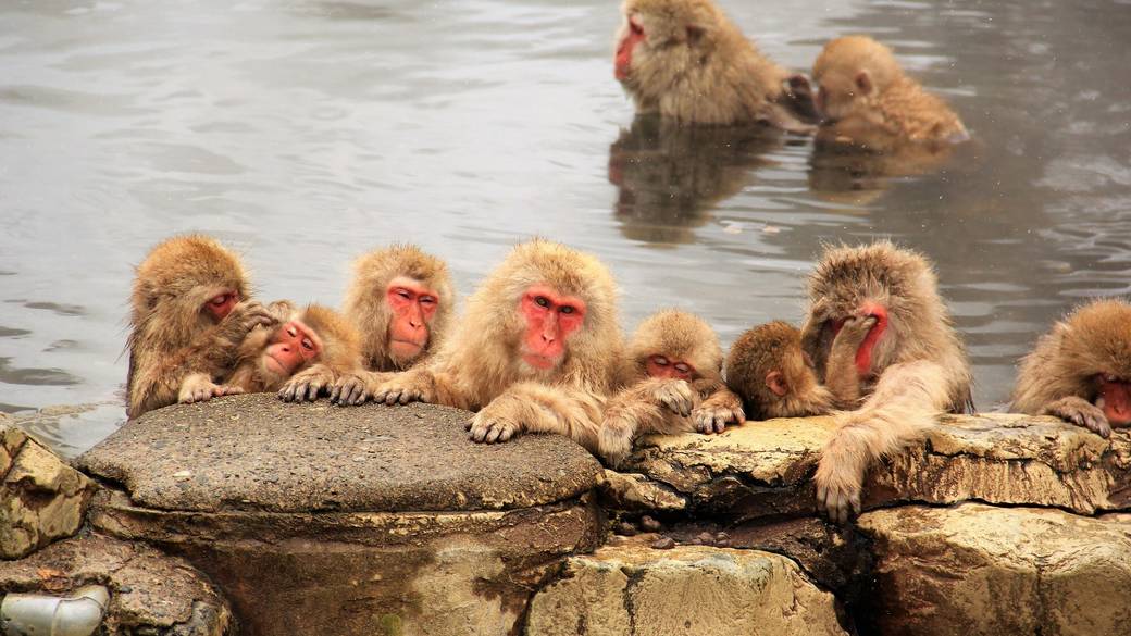 地獄谷野猿公苑 / 4