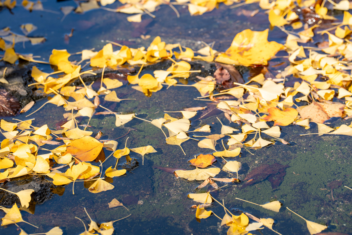 秋の山形県総合運動公園のいちょう並木 イチョウの葉 山形県天童市