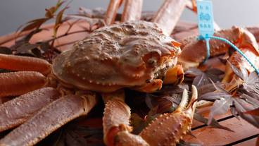 石川県産ブランド「加能蟹」 / 8