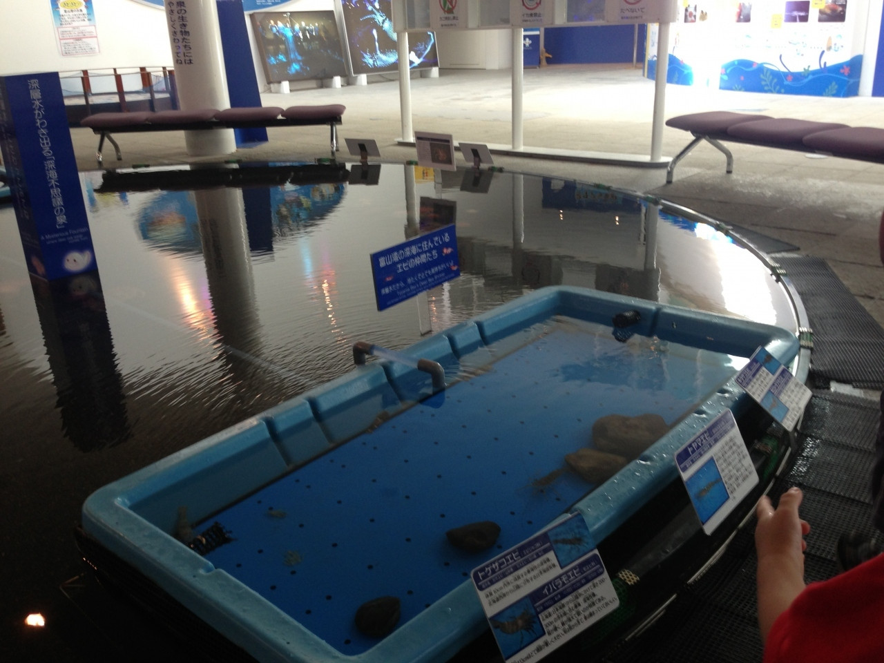 見て、触れて、学んで、食べて。ホタルイカのことがわかる体験スポット4230409