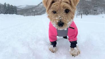 ペット同伴可 / 27