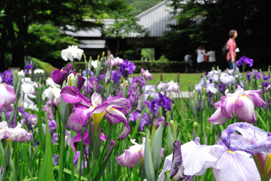 期間限定で一般公開される「本堂後庭園」2289645