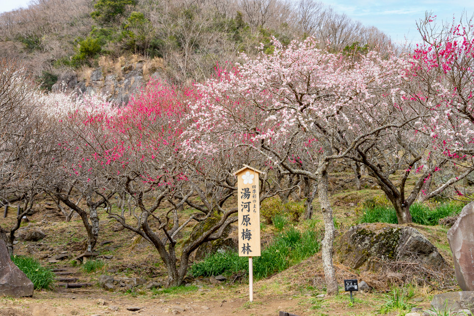 幕山公園 湯河原梅林