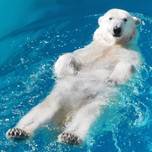 全国の動物園・水族館から厳選！ホッキョクグマに癒されに行こう