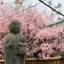 神戸の花見スポット！実は名所、桜で賑わう「有馬温泉」を散策しませんか？