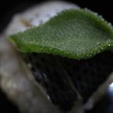 伊勢屋 砂おろし（イセヤスナオロシ）