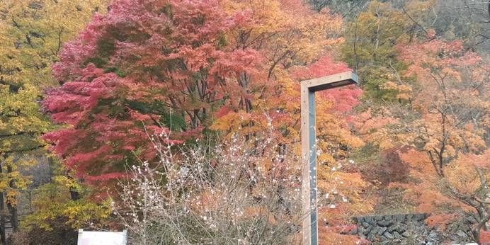 冬桜の宿 神泉（埼玉県 旅館） / 1