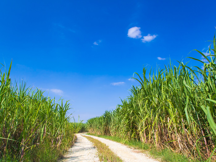 広大なサトウキビ畑。収穫時には黒糖の甘い香りが島中に広がるそう