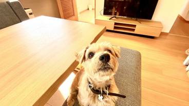 ペット同伴可 / 17