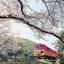 春風を感じてお花見へ♪嵯峨野トロッコ列車で保津峡の桜を見る旅