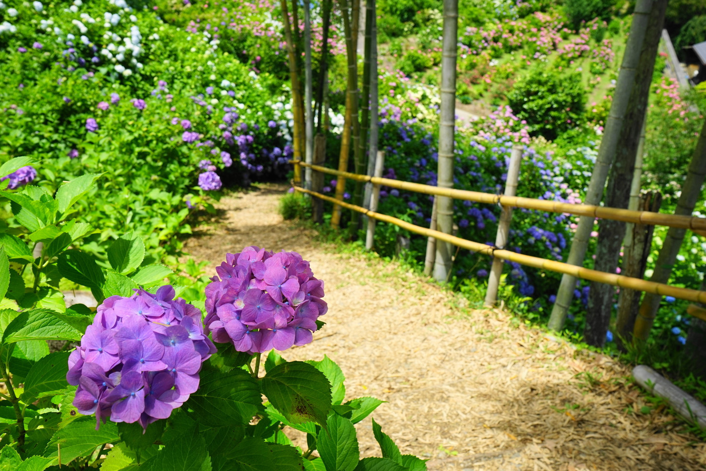 6月花 アジサイ・アジサイ科234服部農園あじさい屋敷