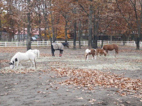 新千歳空港から車で約15分の「ノーザンホースパーク」。乗馬や馬たちの暮らしをみることができる / 3