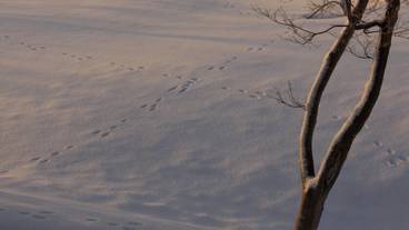 マウンテン ビュー / 16