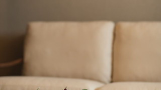 スタンダードD  禁煙