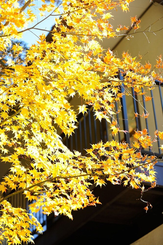 マウンテン ビュー