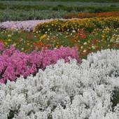 Asian Garden Villa 白浜（千葉県 リゾートホテル） / 4