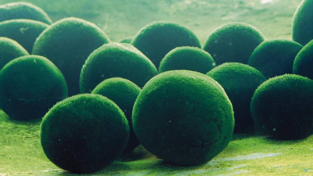 まりもの生態観察 / 2