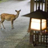 奈良・春日奥山 月日亭（奈良県 旅館） / 5