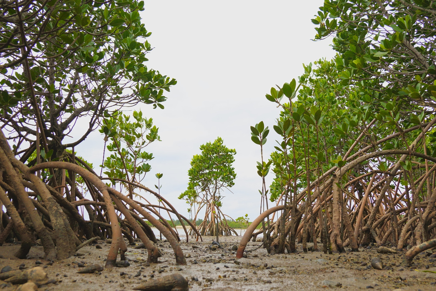 小浜島のマングローブ林と海