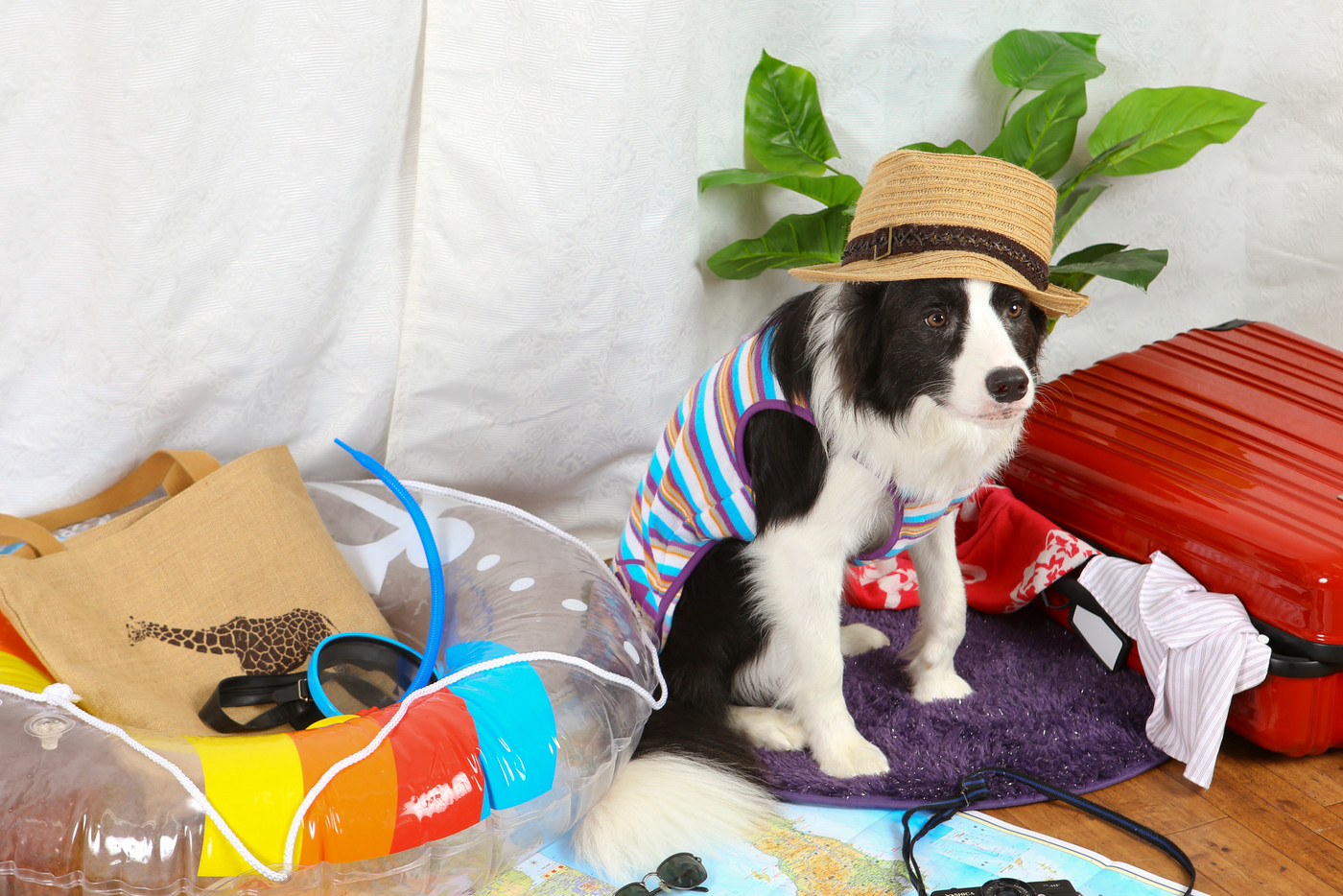 夏の旅行計画と準備をするボーダーコリー