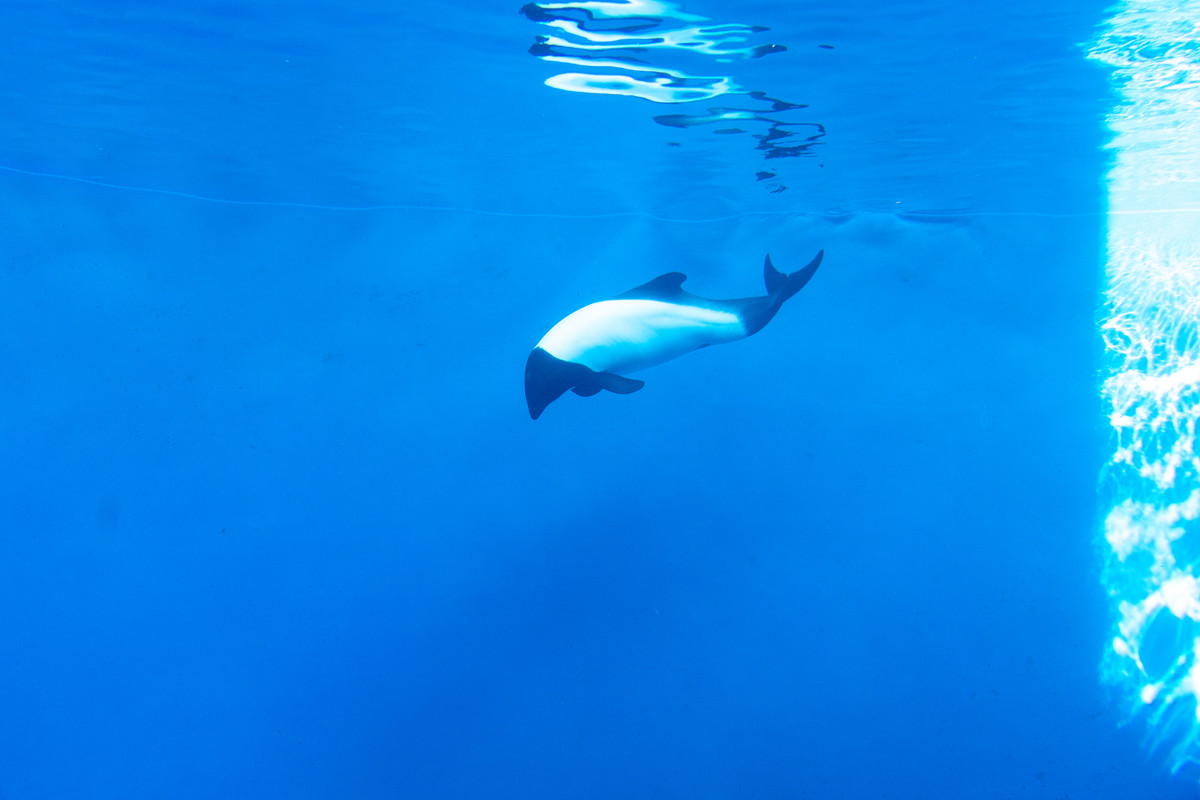仙台うみの杜水族館 イロワケイルカ